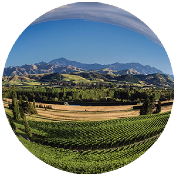 What is Sustainable Winegrowing New Zealand?