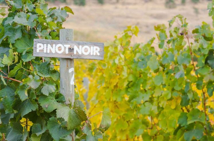 New Zealand Pinot Noir Wines to Seek Out